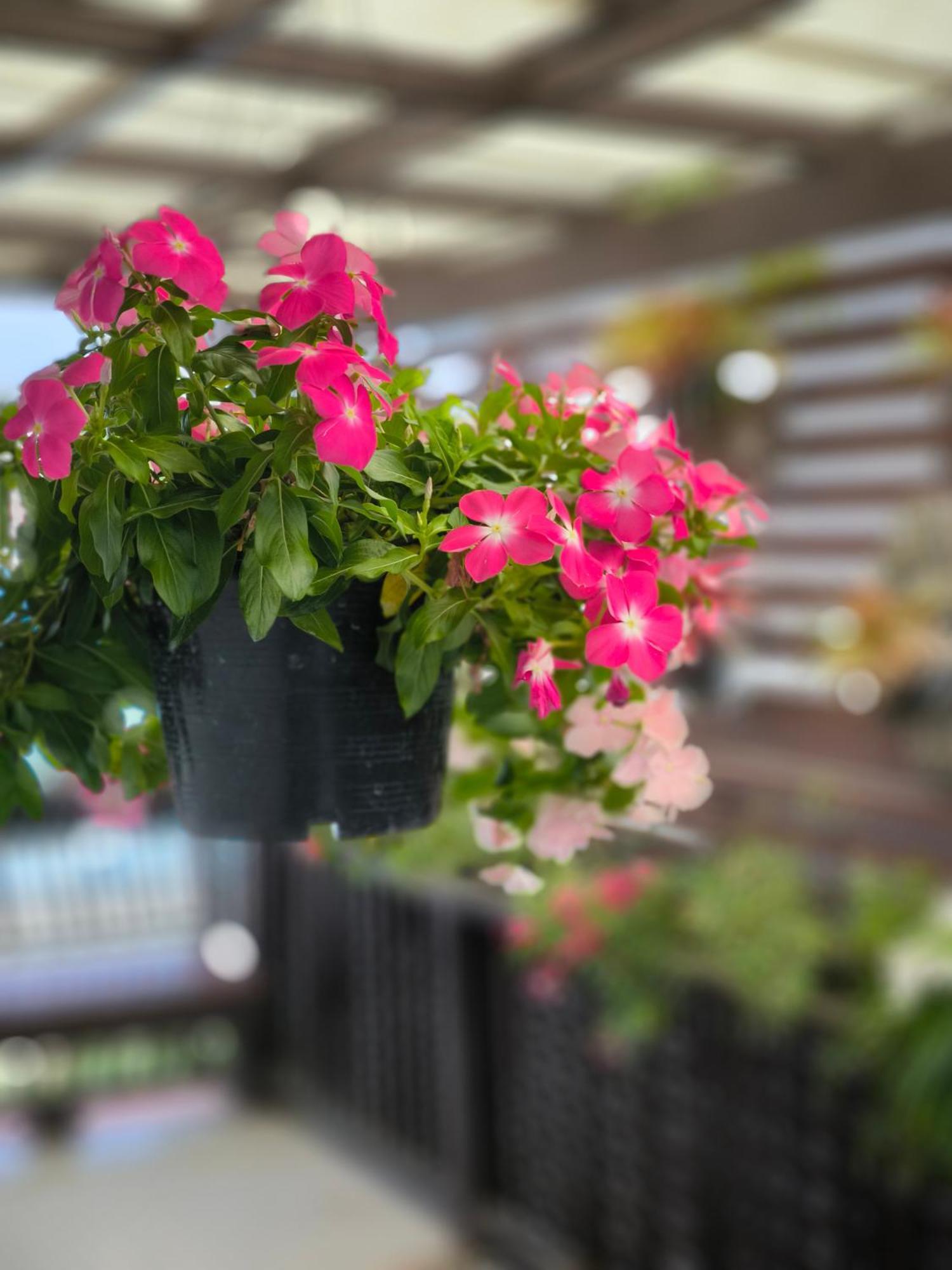 Ratchiangsaen Flora House Ξενοδοχείο Τσιάνγκ Μάι Εξωτερικό φωτογραφία